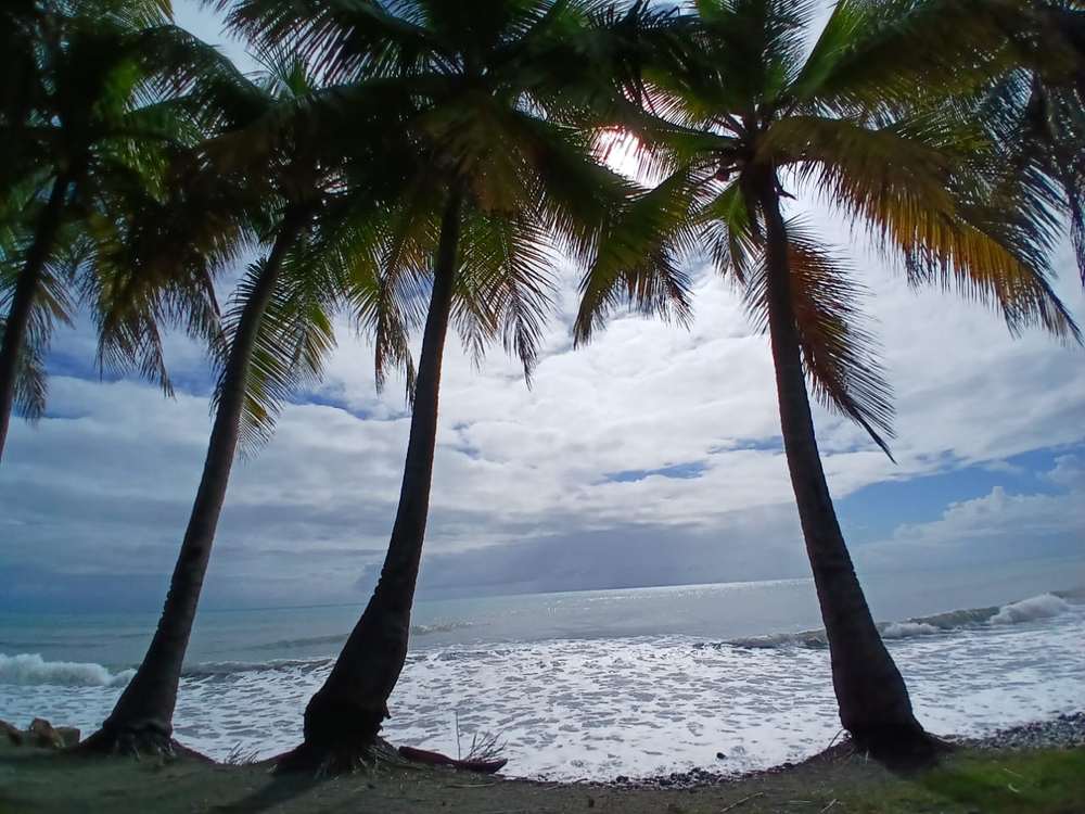 Cocotiers face à la mer des Caraïbes