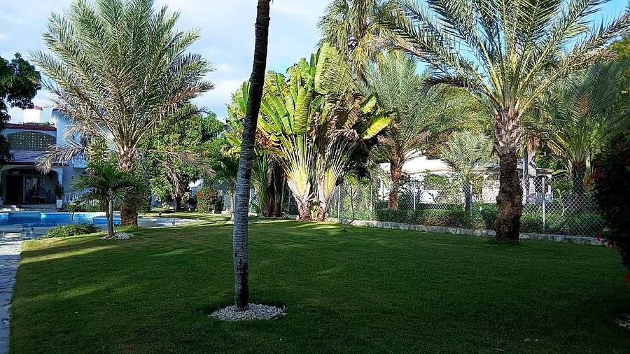 Jardin tropical avec palmiers et vue sur la piscine